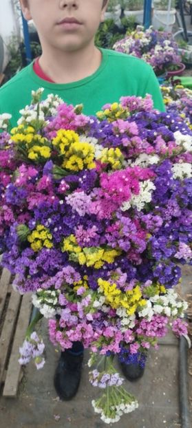  - Limonium 2022