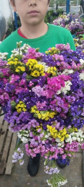  - Limonium 2022
