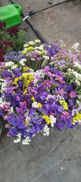  - Limonium 2022