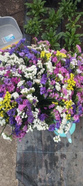  - Limonium 2022