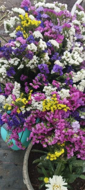  - Limonium 2022