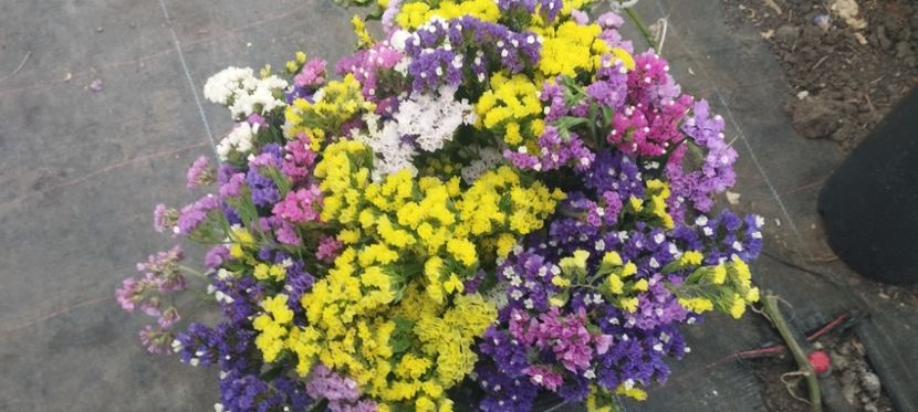  - Limonium 2022