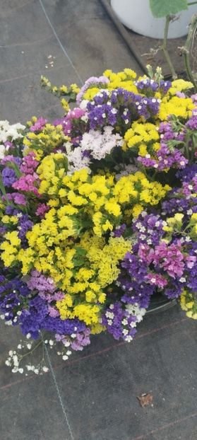  - Limonium 2022