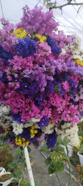  - Limonium 2022