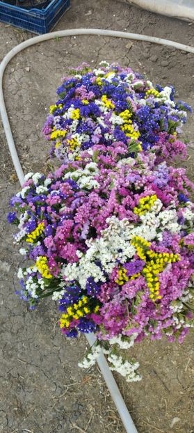  - Limonium 2022