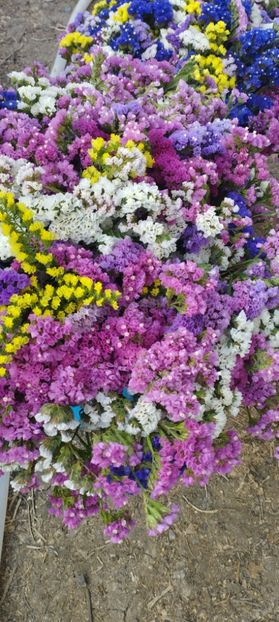  - Limonium 2022