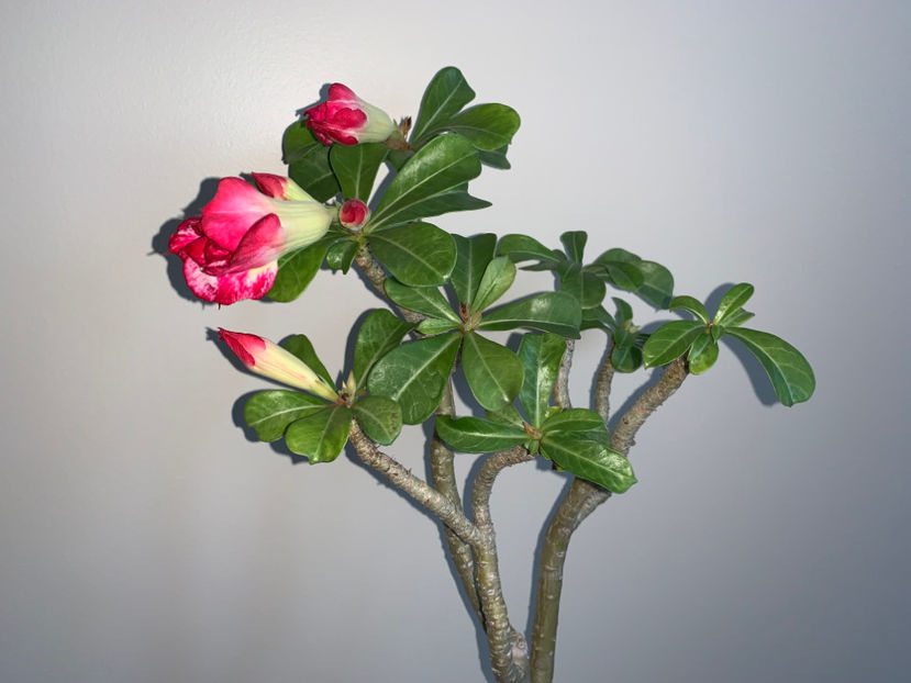  - Plante de interior 2022