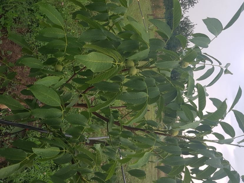 Nuc - Livada cu pomi