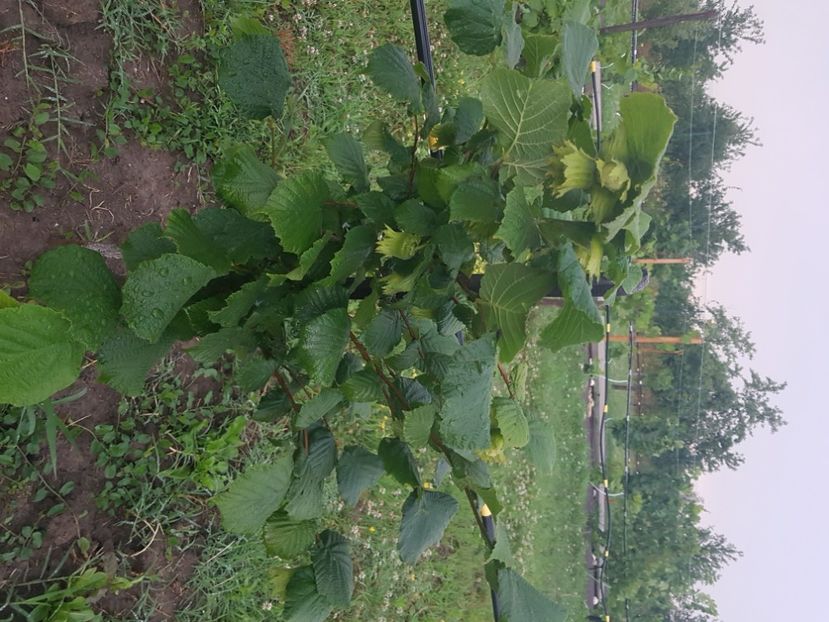 Alun - Livada cu pomi