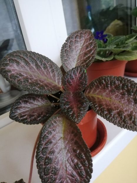  - EPISCIA