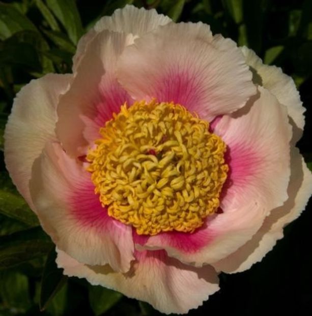 Athena - Bujori de vanzare