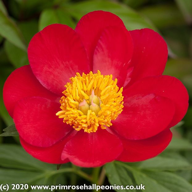 Paeonia_Scarlet_OHara - Bujori de vanzare
