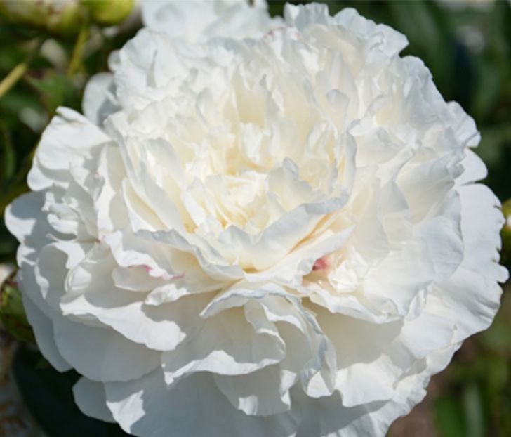 Peony-Mothers-Choice - Bujori de vanzare