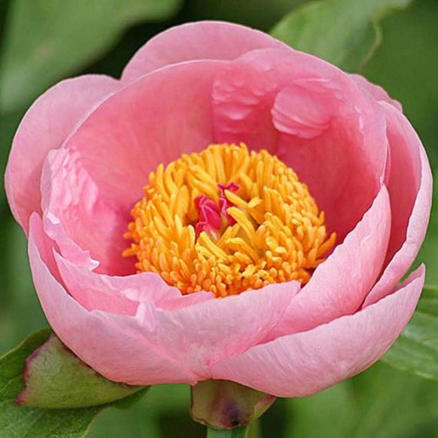 Peony-Soft-Salmon-Saucer - Bujori de vanzare