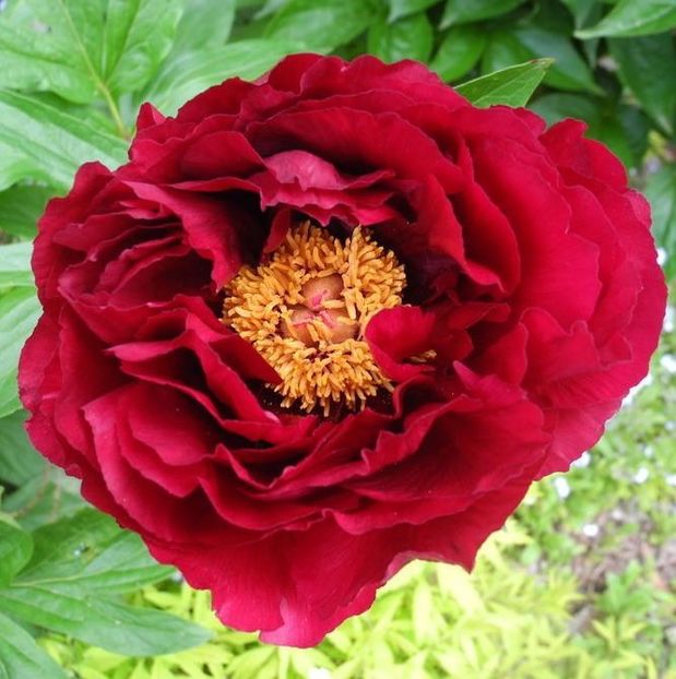 Red glory - Bujori de vanzare