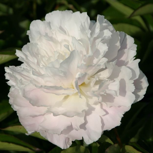 Shirley-Temple3 - Bujori de vanzare