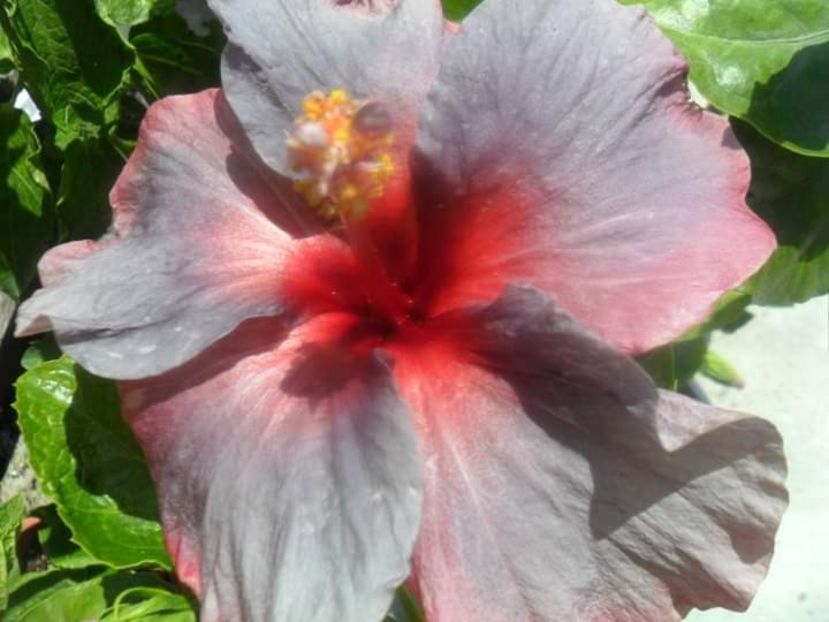  - Talpeș Balmes 2022