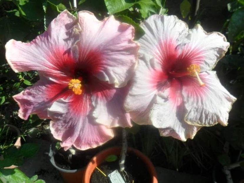  - Talpeș Balmes 2022