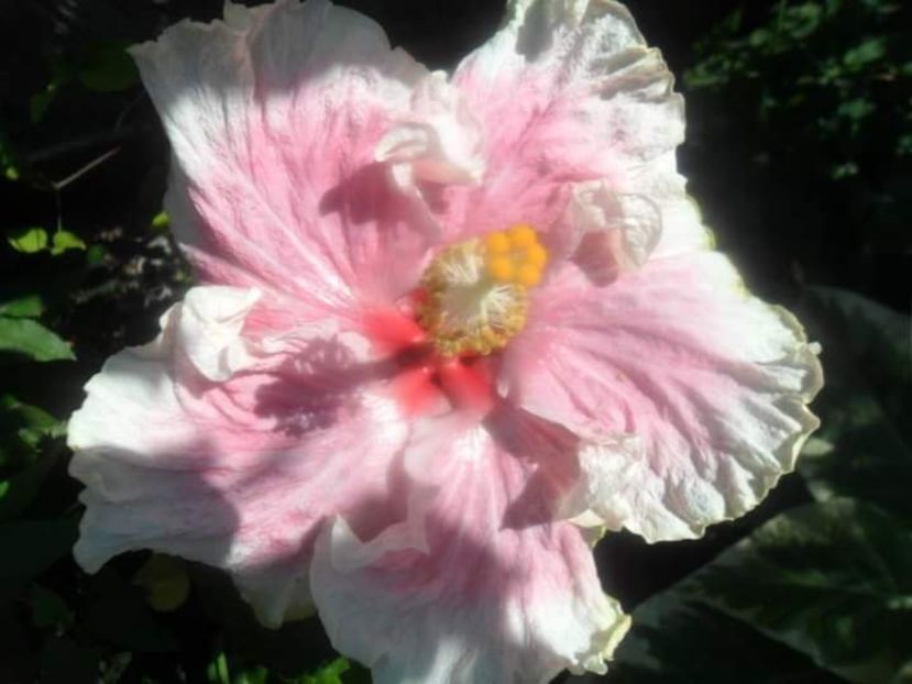  - Talpeș Balmes 2022