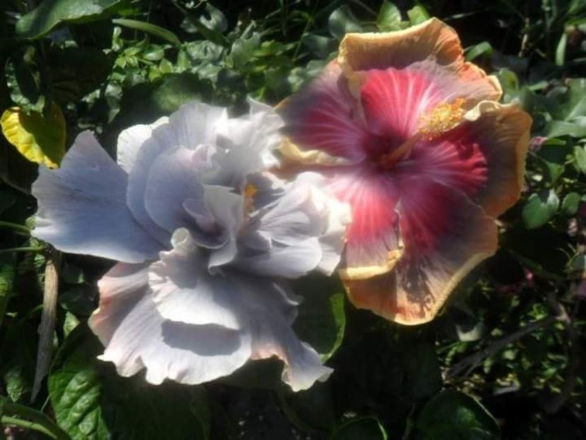  - Talpeș Balmes 2022