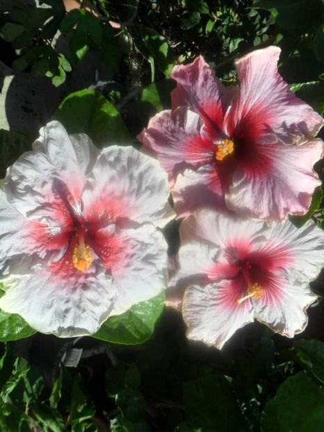  - Talpeș Balmes 2022