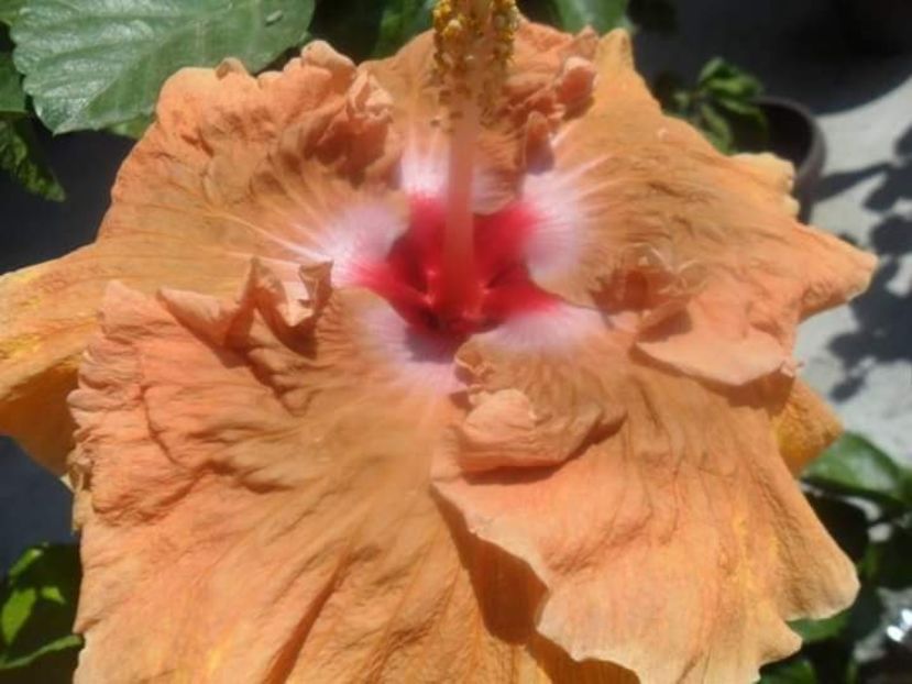  - Talpeș Balmes 2022