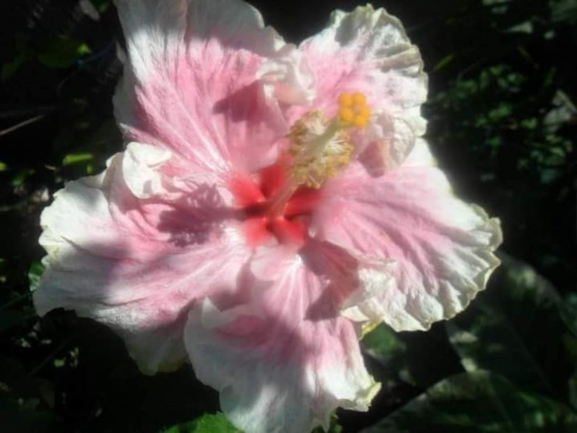  - Talpeș Balmes 2022