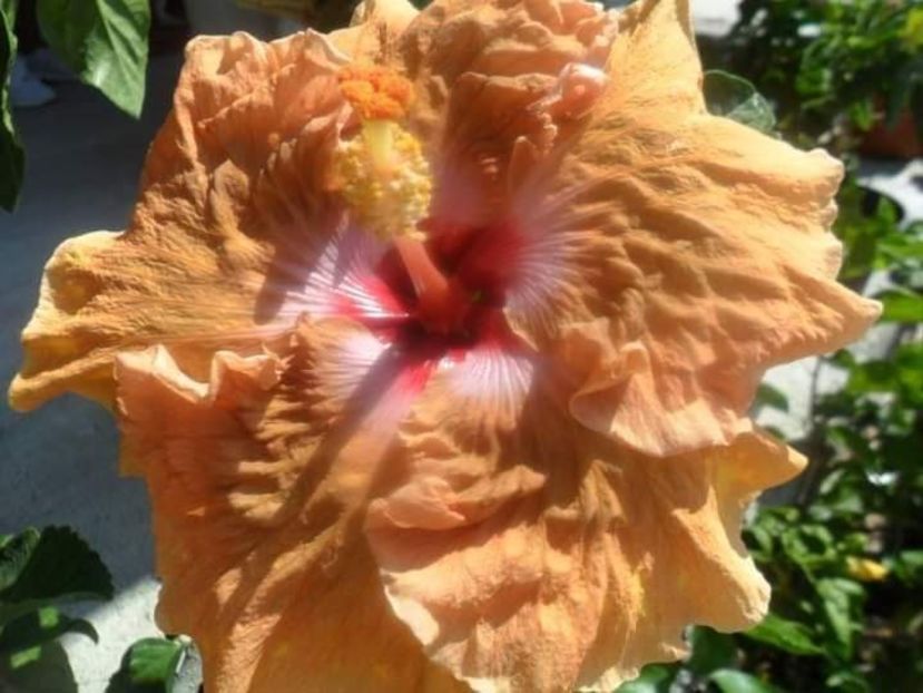  - Talpeș Balmes 2022