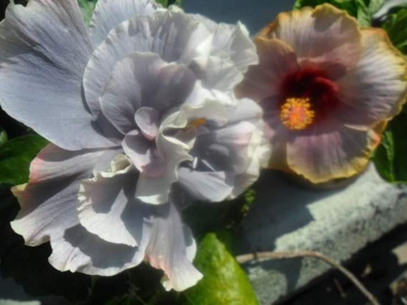  - Talpeș Balmes 2022