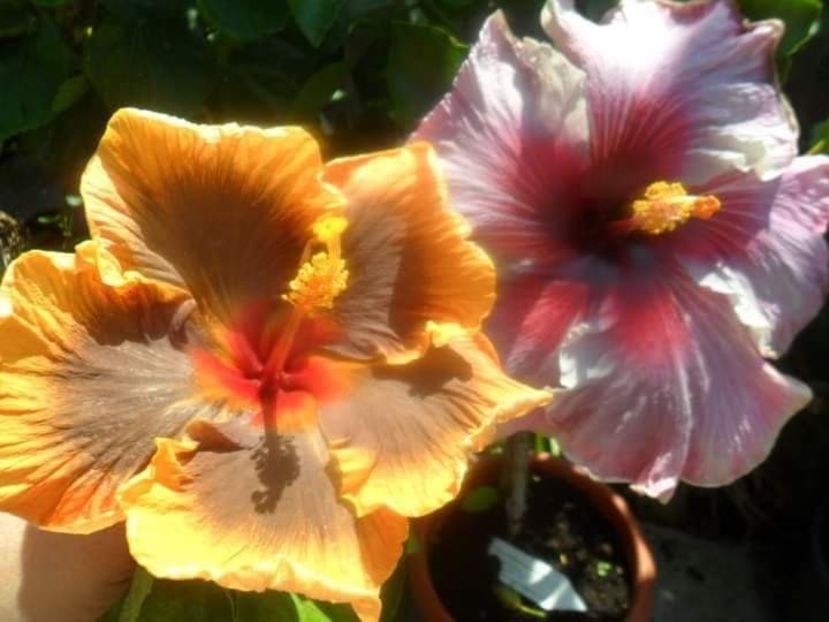  - Talpeș Balmes 2022