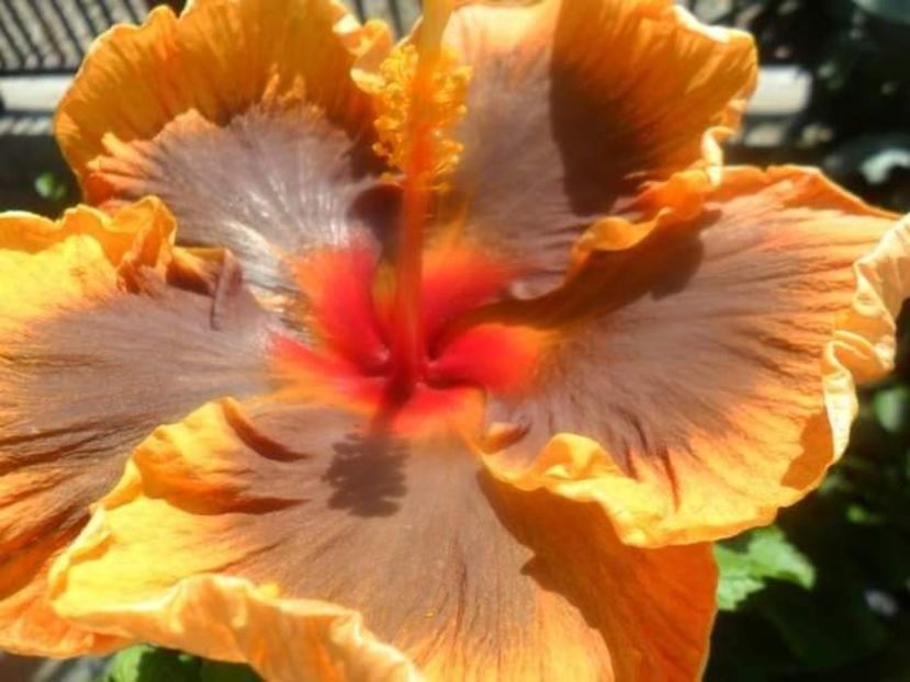  - Talpeș Balmes 2022