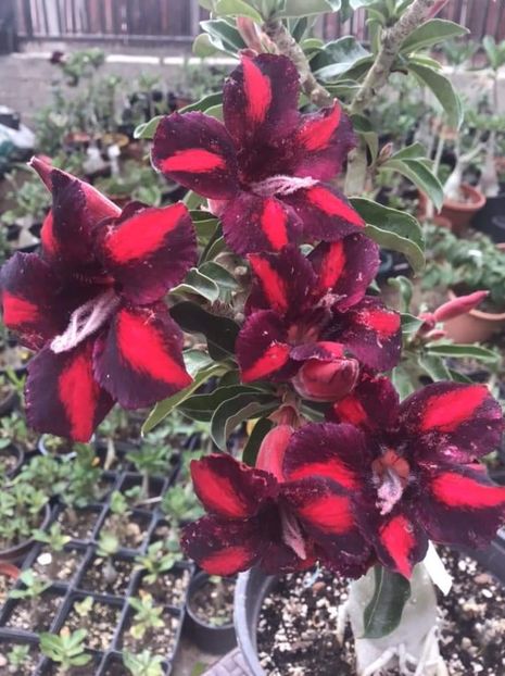  - Talpeș Balmes 2022