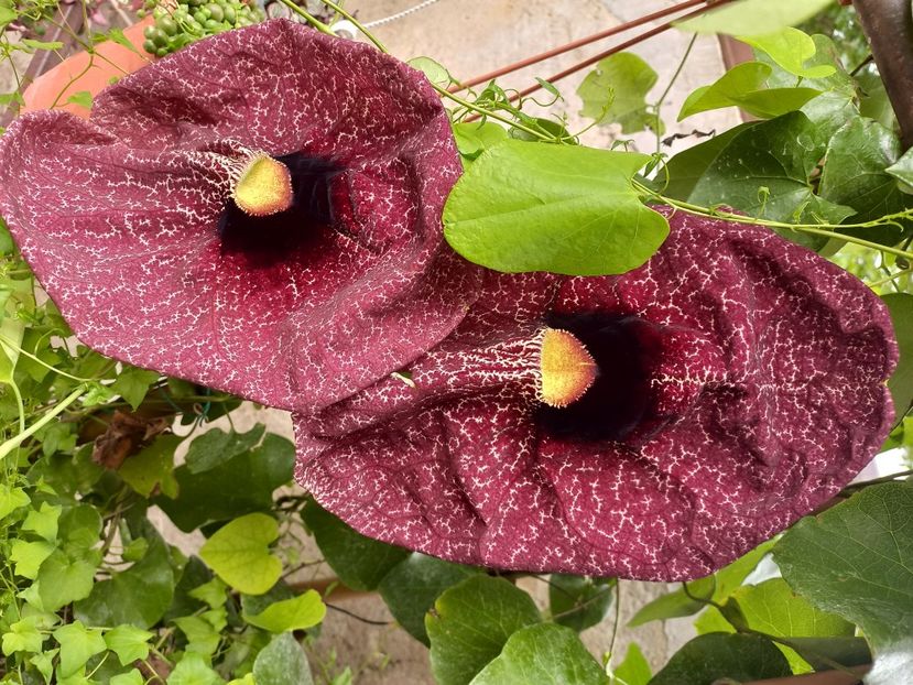  - Talpeș Balmes 2022