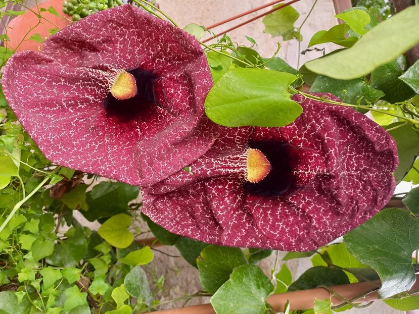  - Talpeș Balmes 2022