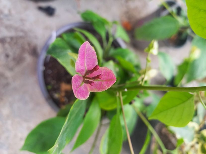  - Talpeș Balmes 2022