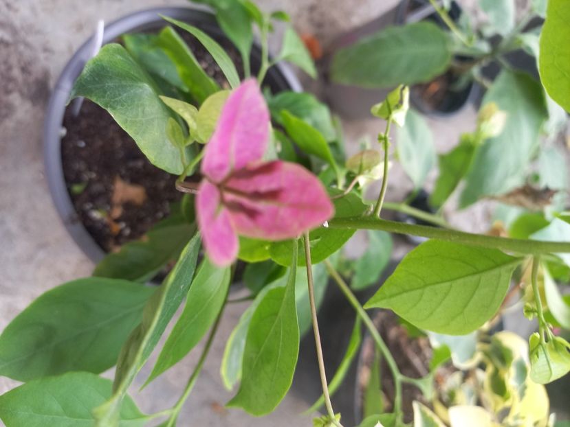  - Talpeș Balmes 2022