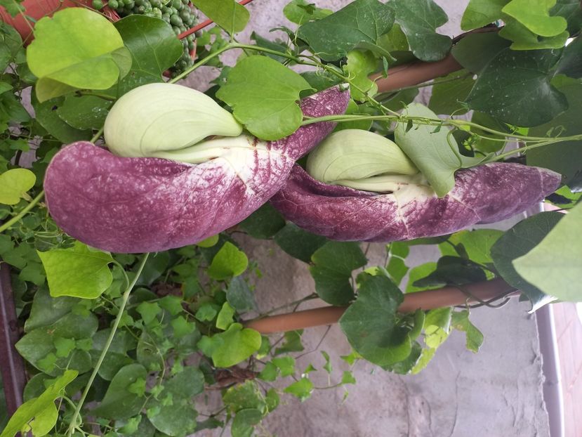  - Talpeș Balmes 2022