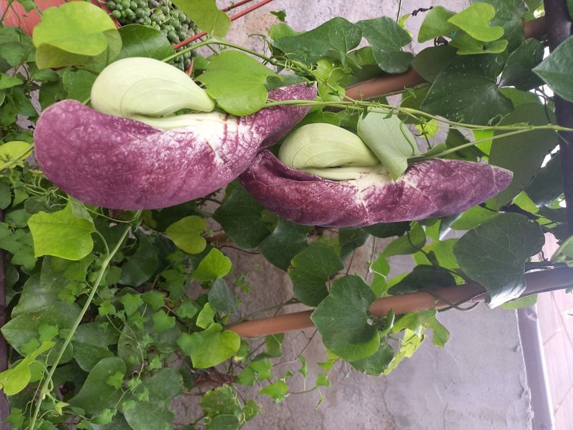  - Talpeș Balmes 2022