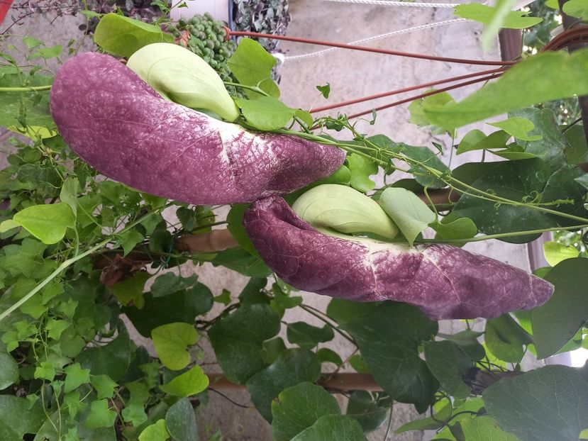  - Talpeș Balmes 2022