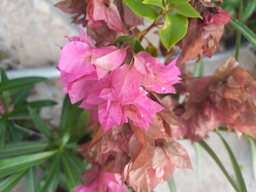  - Talpeș Balmes 2022