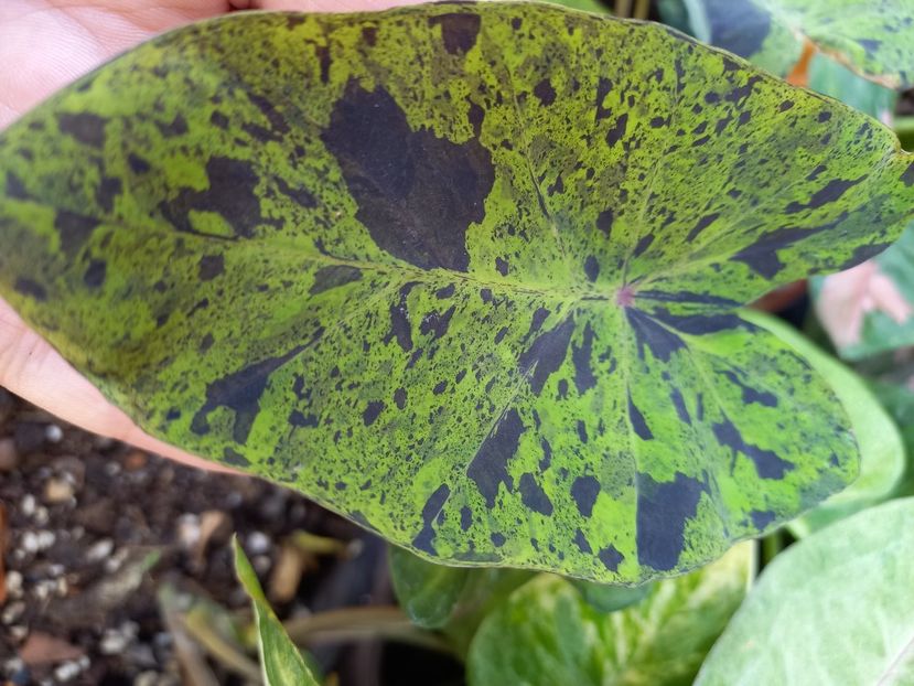  - Talpeș Balmes 2022