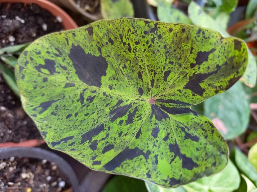  - Talpeș Balmes 2022