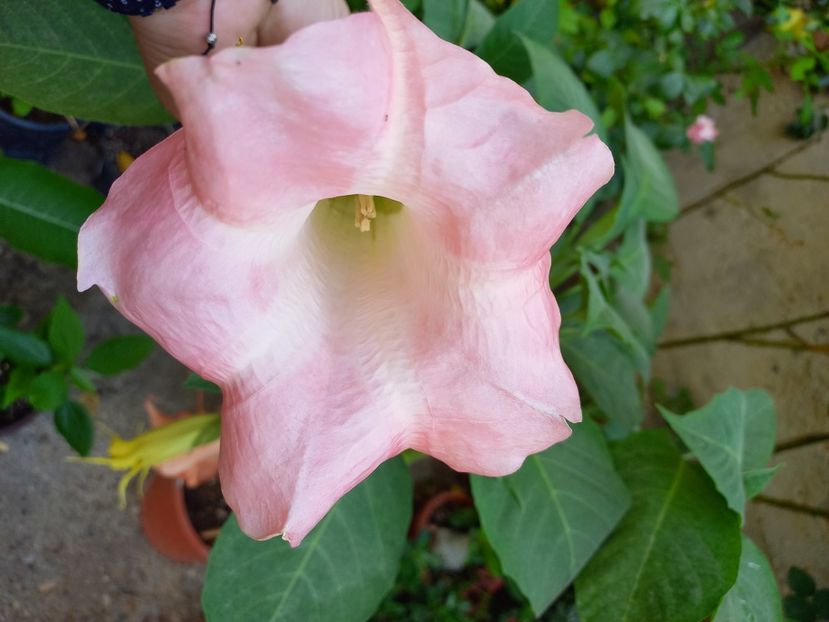  - Talpeș Balmes 2022