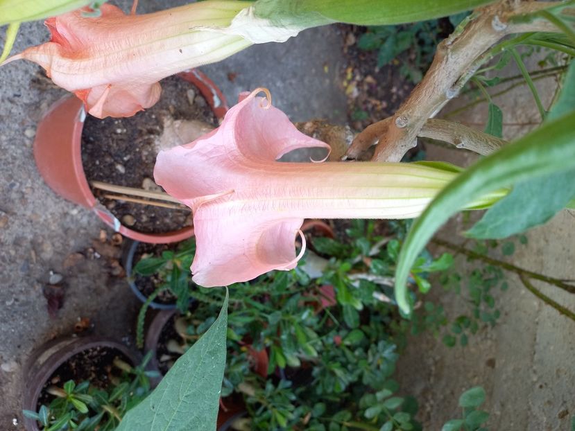  - Talpeș Balmes 2022