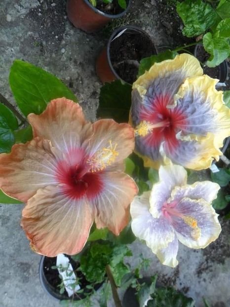  - Talpeș Balmes 2022