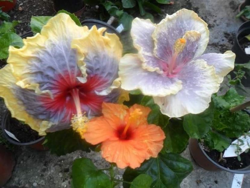  - Talpeș Balmes 2022