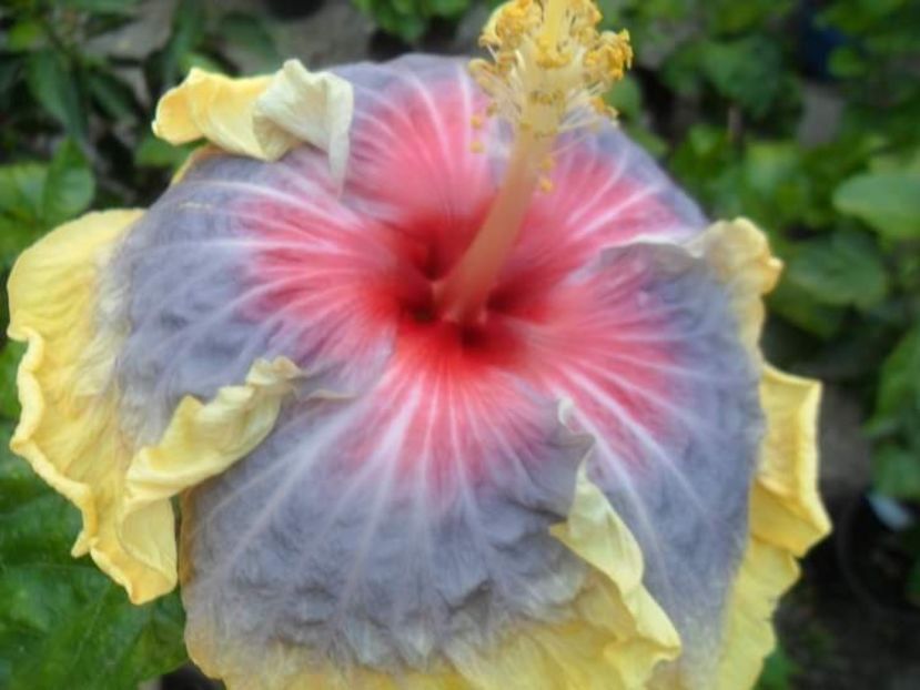  - Talpeș Balmes 2022