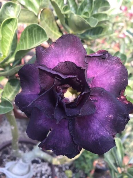  - Talpeș Balmes 2022