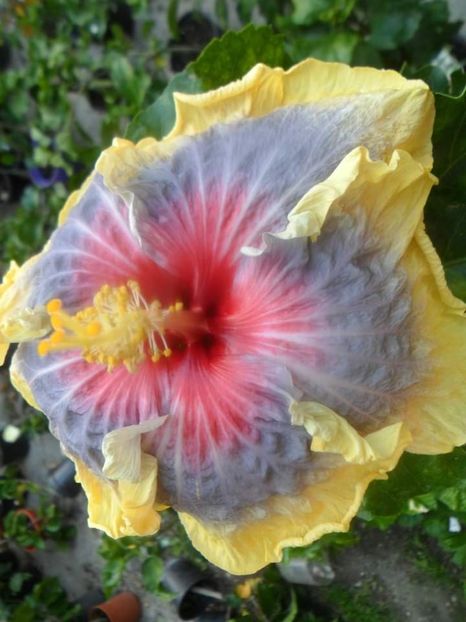  - Talpeș Balmes 2022