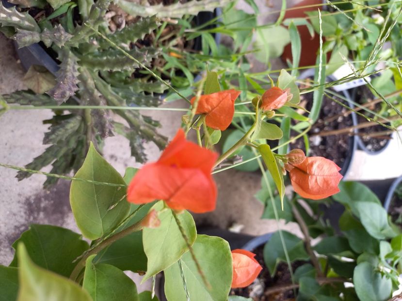  - Talpeș Balmes 2022